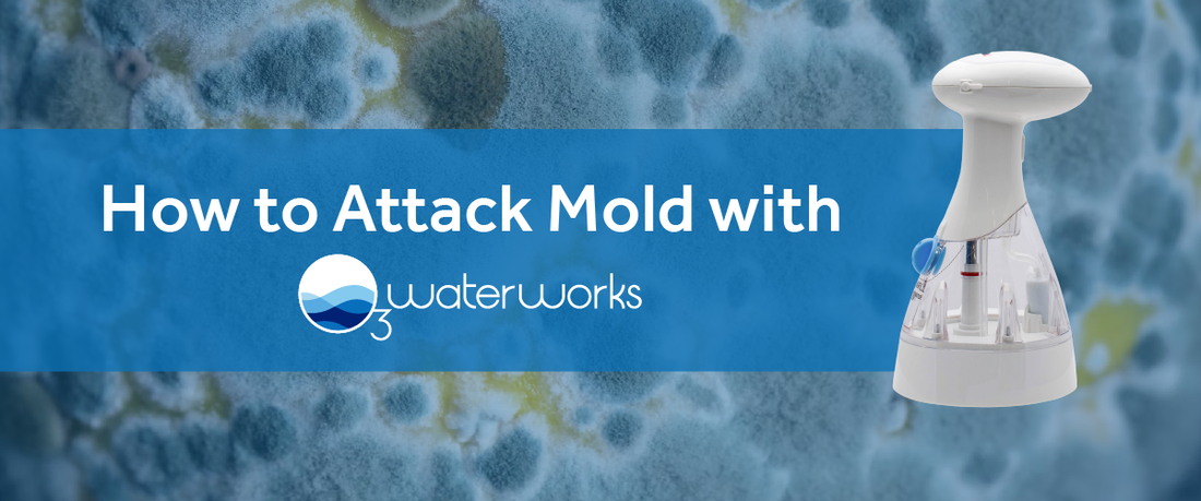 Got Mold? 🤢 We've Got You Covered